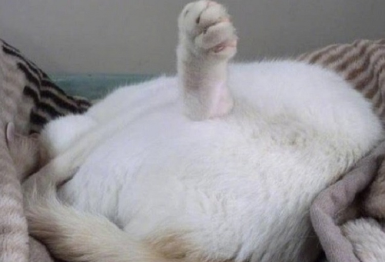 Котику удобно. Писец как