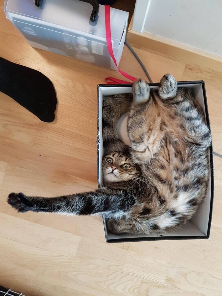 Котику удобно. Писец как