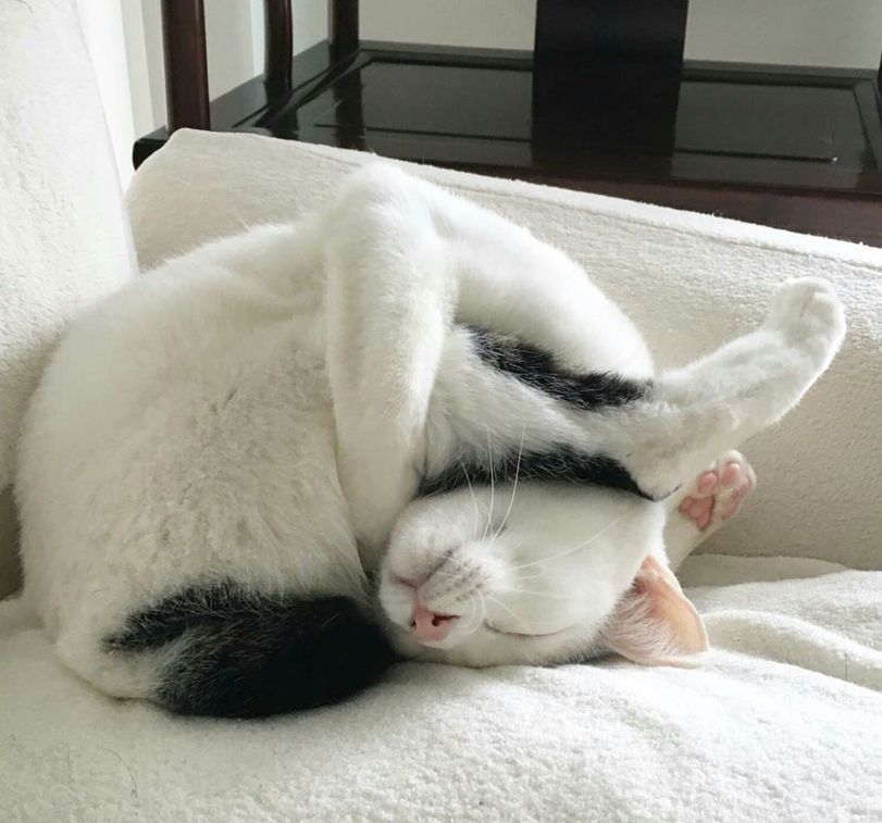 Котику удобно. Писец как