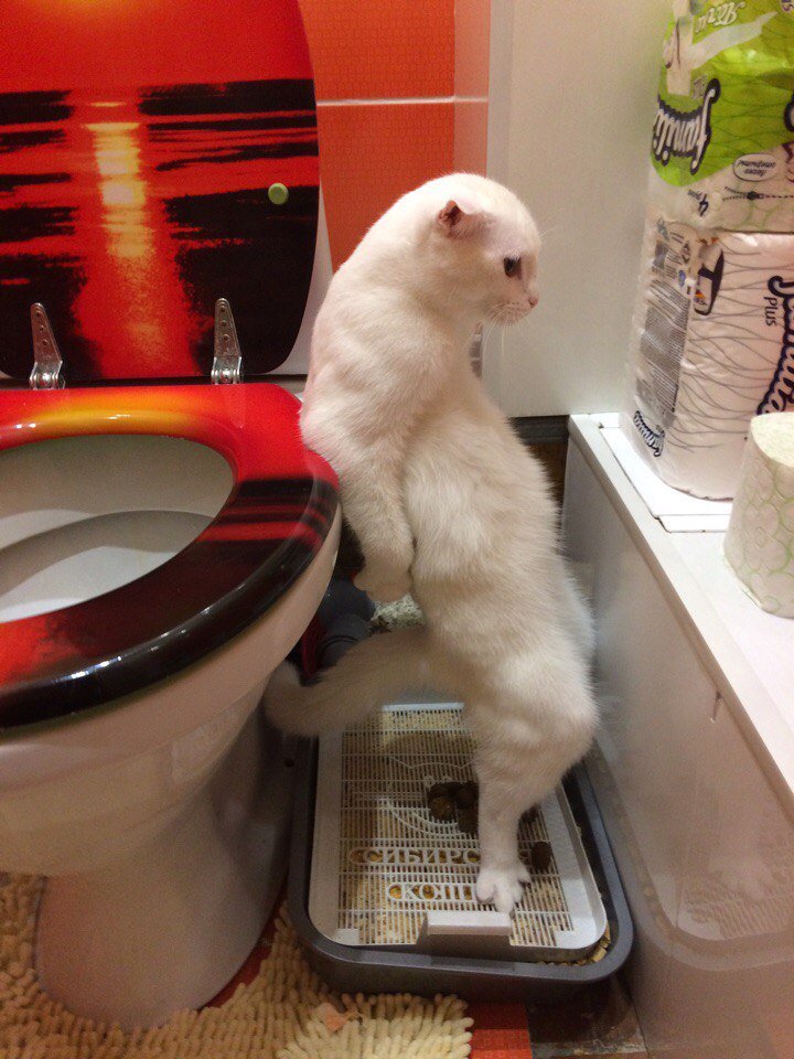 Котику удобно. Писец как
