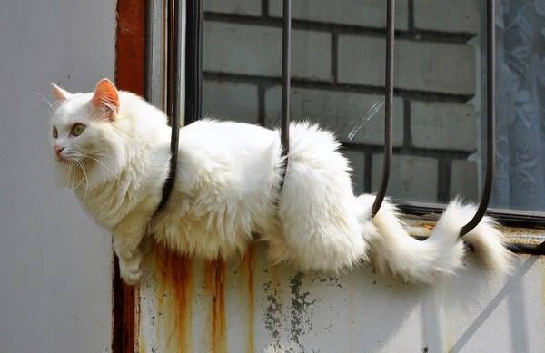 Котику удобно. Писец как