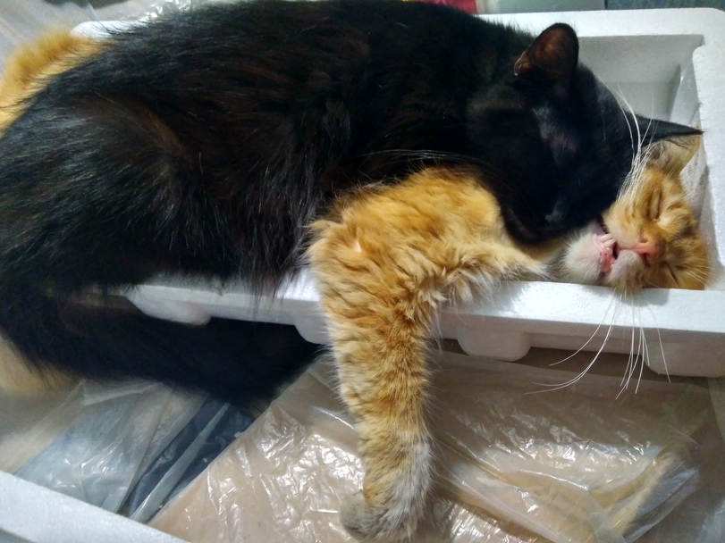 Котэ, Комфорт и Пофигизм