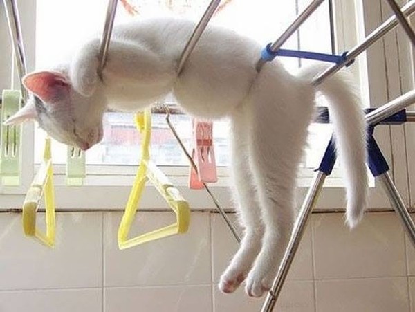 Котэ, Комфорт и Пофигизм