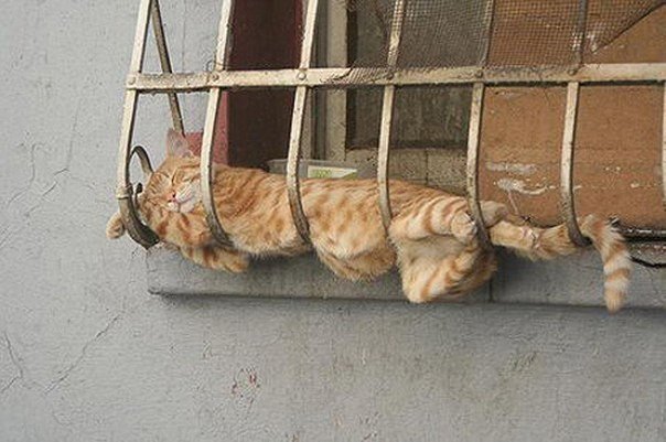 Котэ, Комфорт и Пофигизм