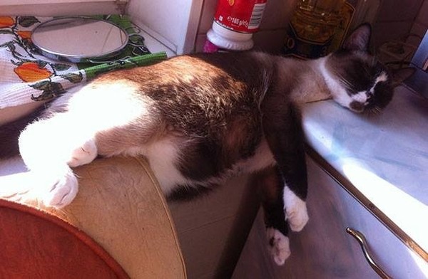 Котэ, Комфорт и Пофигизм