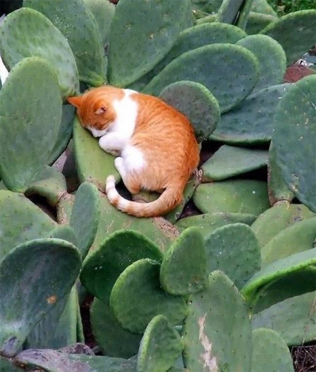 Котэ, Комфорт и Пофигизм