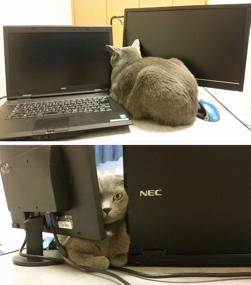 Котэ, Комфорт и Пофигизм