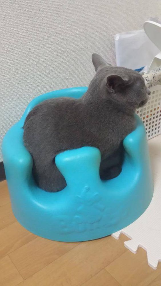 Котэ, Комфорт и Пофигизм
