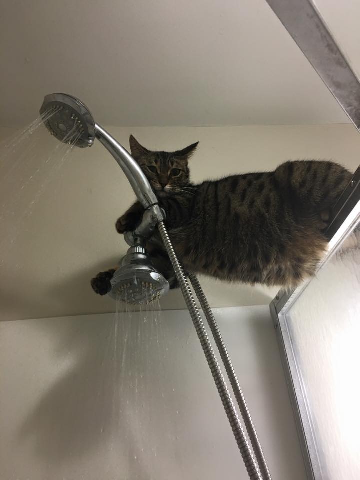 Котэ, Комфорт и Пофигизм