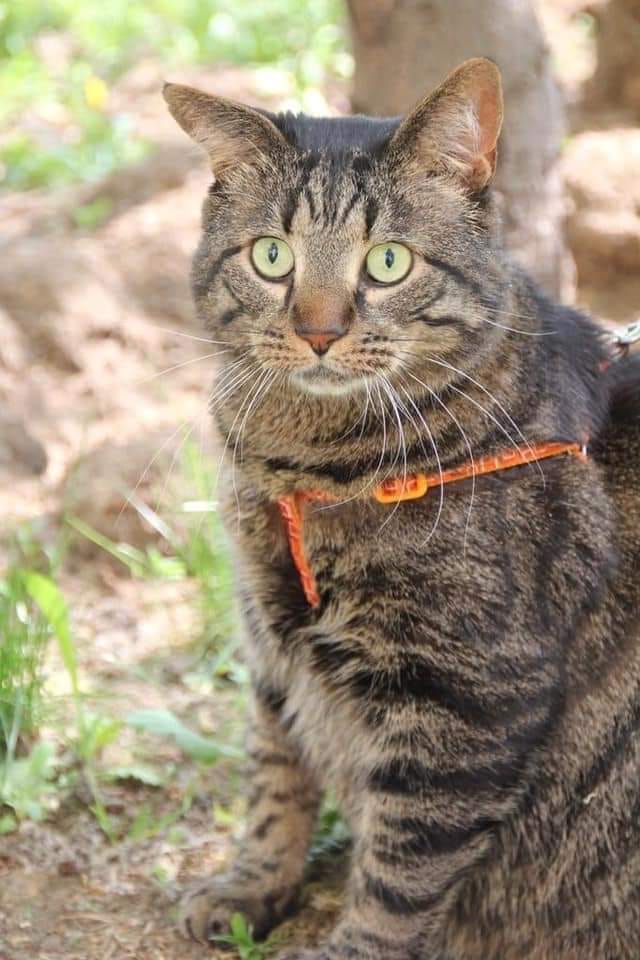 Кот-поводырь