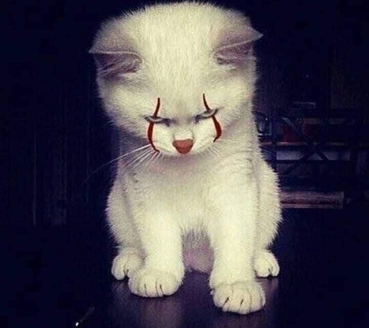 Давай купим кошечку