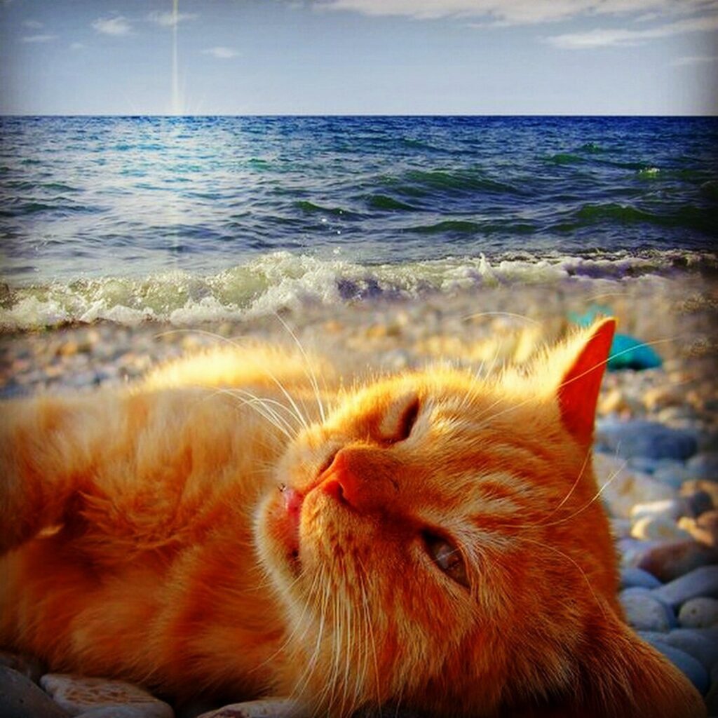 Котэ и море ФОТО