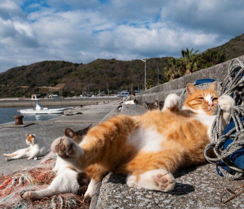 Котэ и море ФОТО