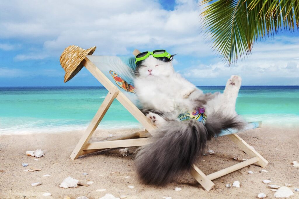 Котэ и море ФОТО