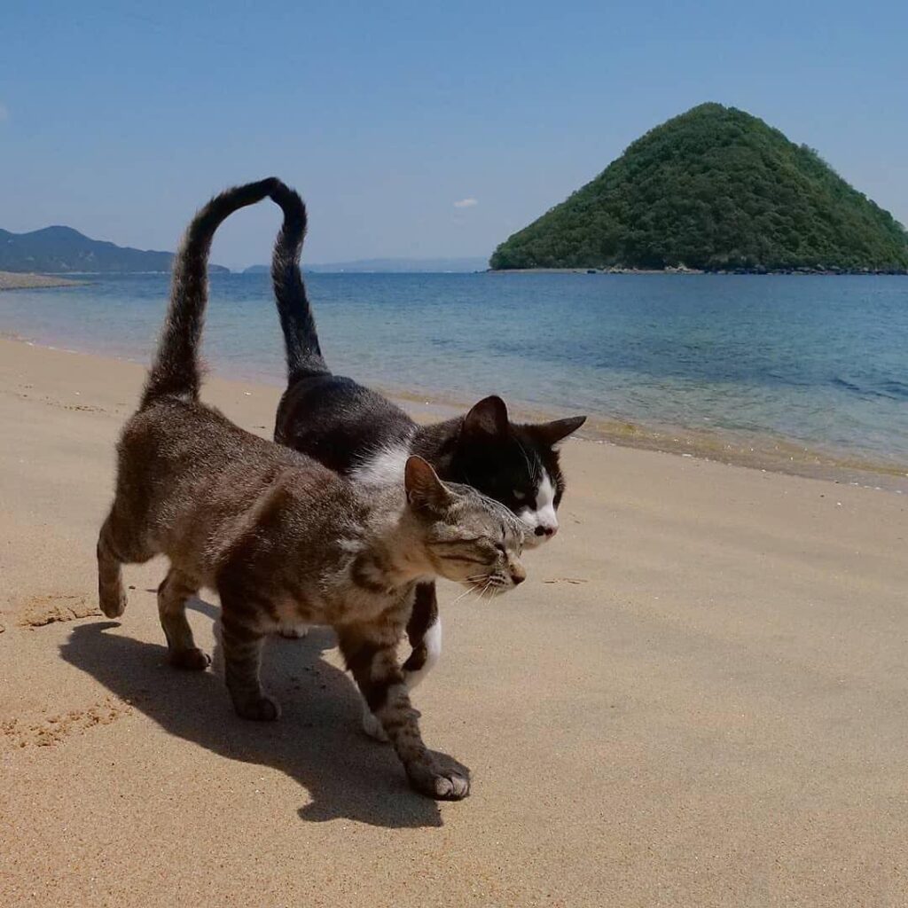 Котэ и море ФОТО
