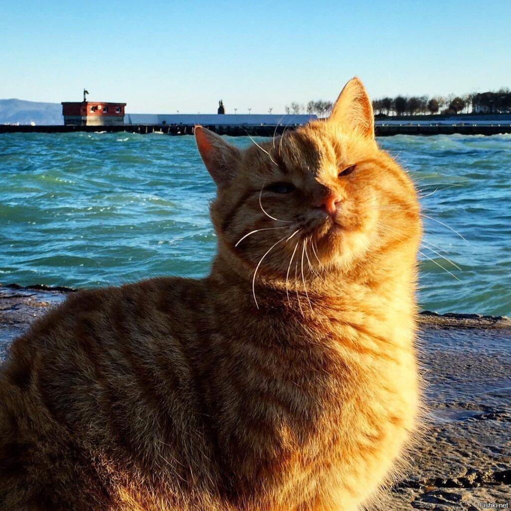 Котэ и море ФОТО