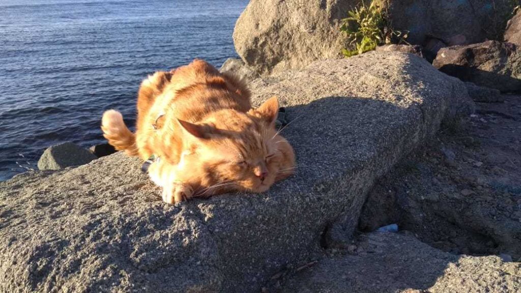 Котэ и море