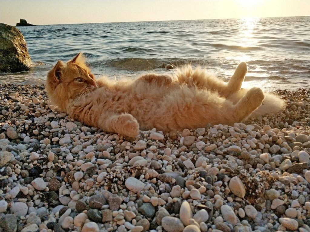 Котэ и море ФОТО