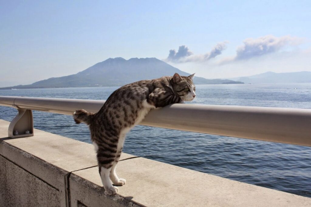 Котэ и море ФОТО
