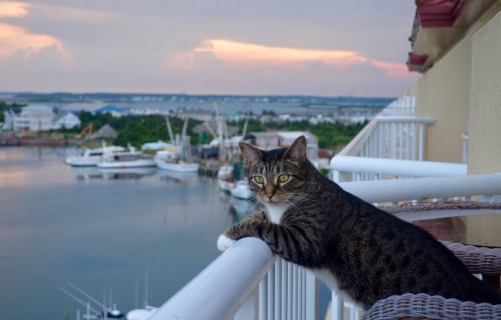 Котэ и море