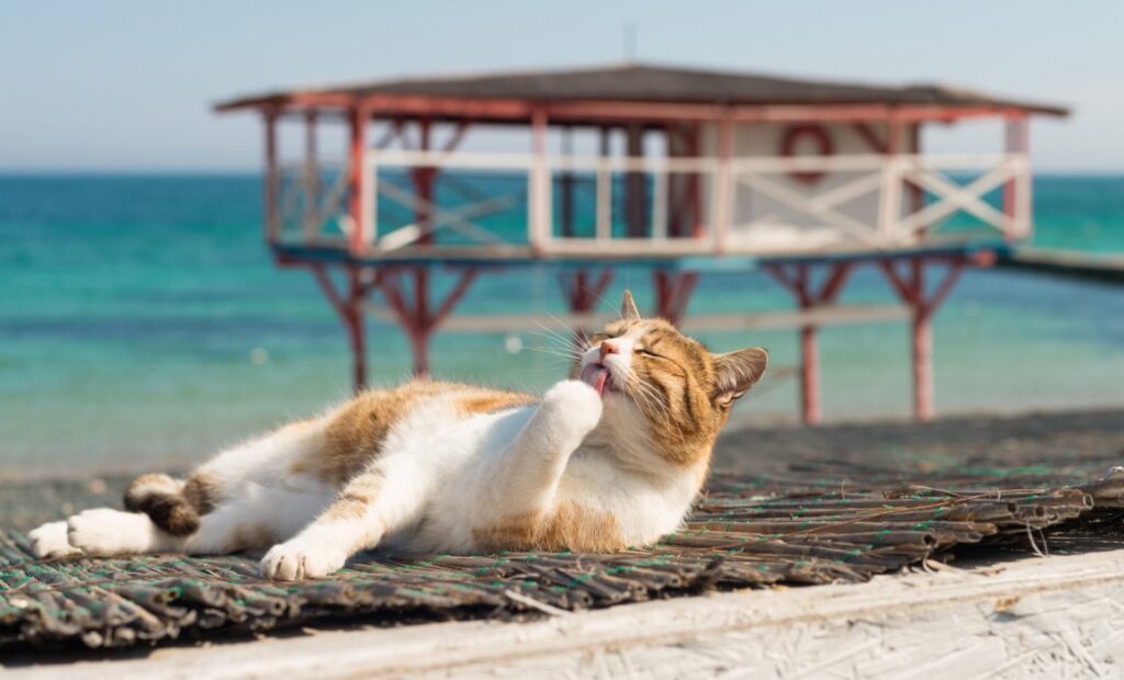 Котэ и море