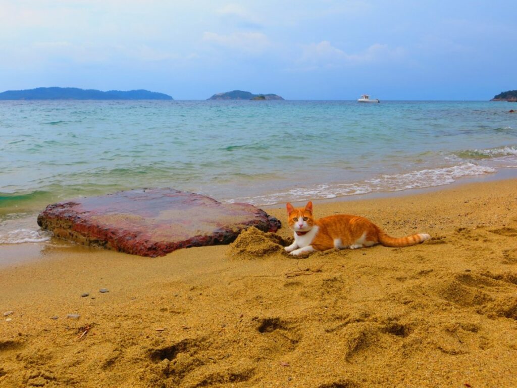 Котэ и море