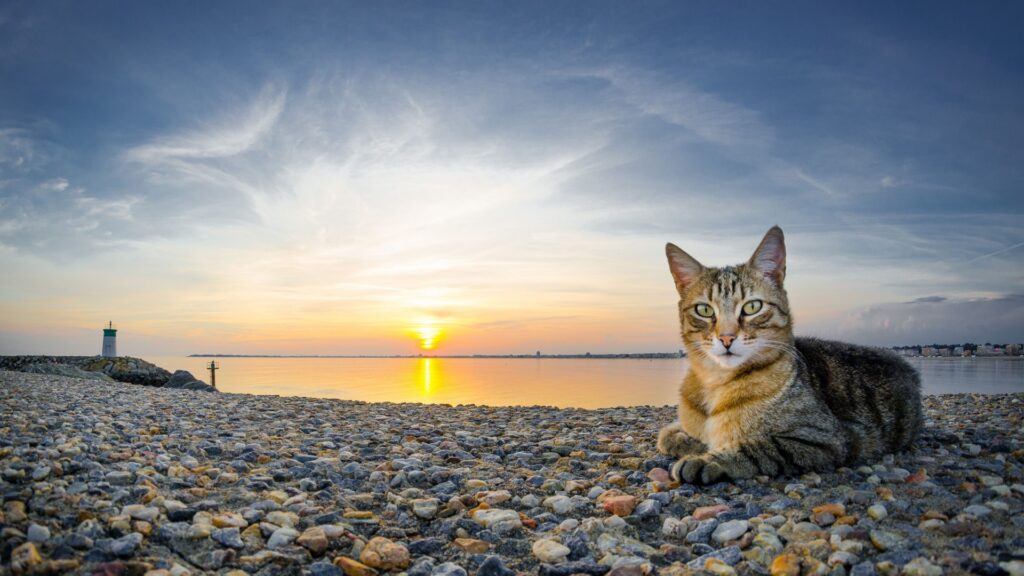 Котэ и море