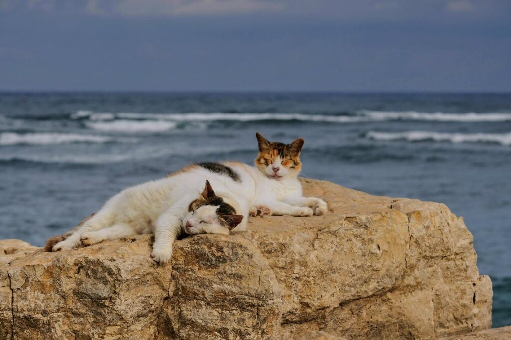 Котэ и море ФОТО