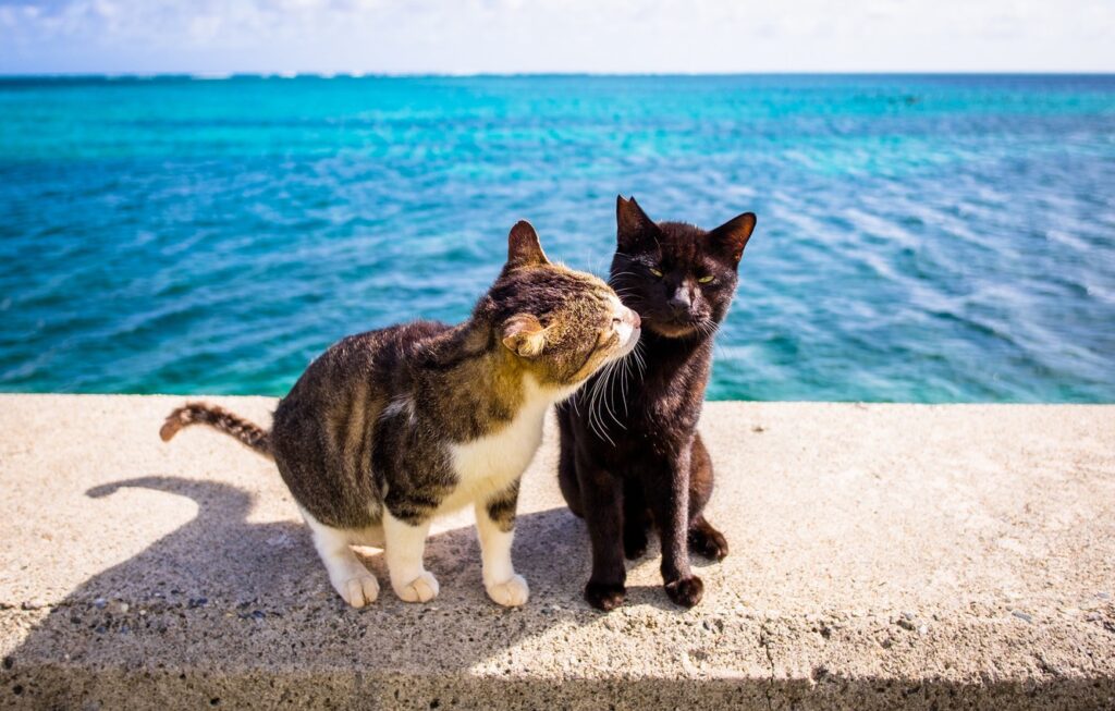 Котэ и море ФОТО