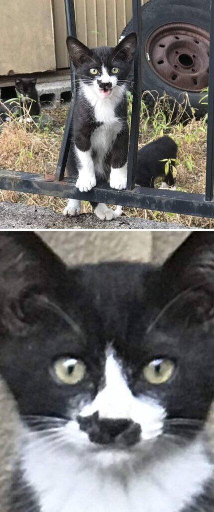 30+ котиков с удивительным окрасом - природа шутит