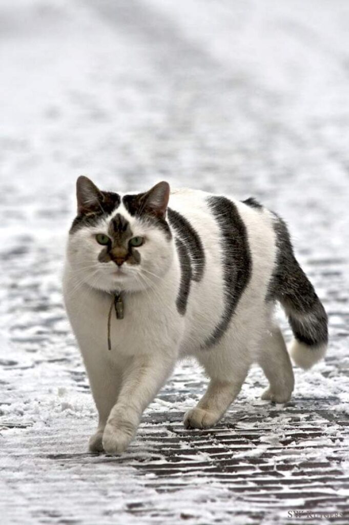 30+ котиков с удивительным окрасом - природа шутит