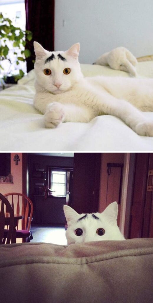 30+ котиков с удивительным окрасом - природа шутит