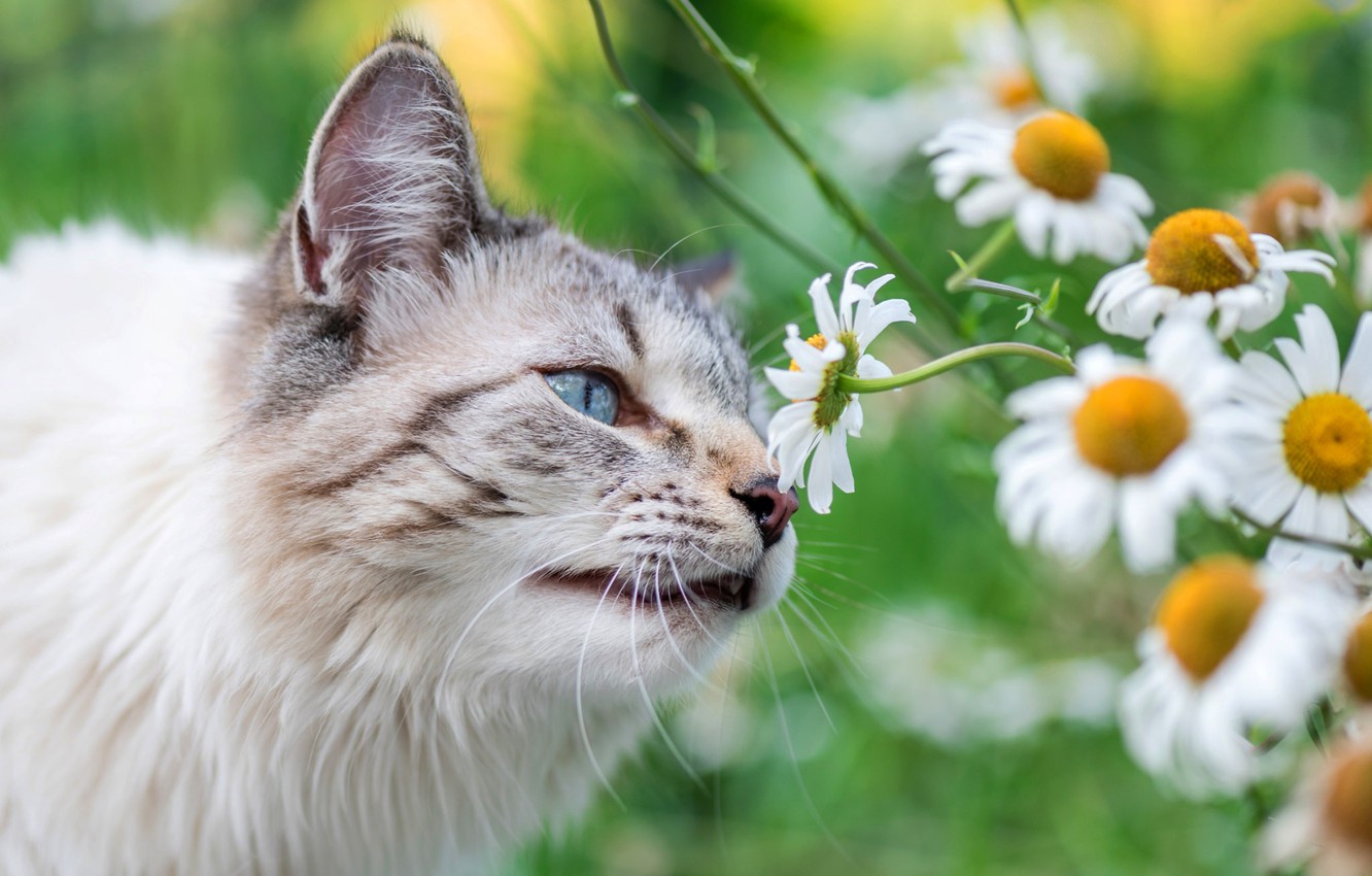 Картинки кот и лето