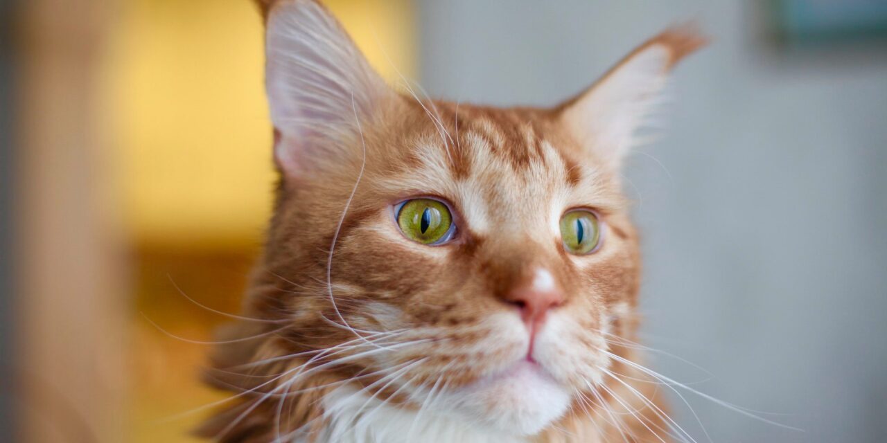 Кот Матвей меня любит