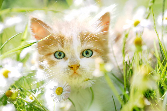 Летнее настроение: коты и цветы