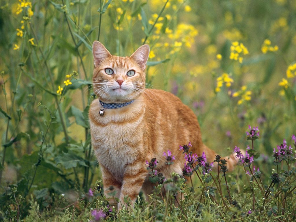 Летнее настроение: коты и цветы