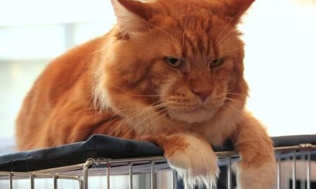 Кошачья диета