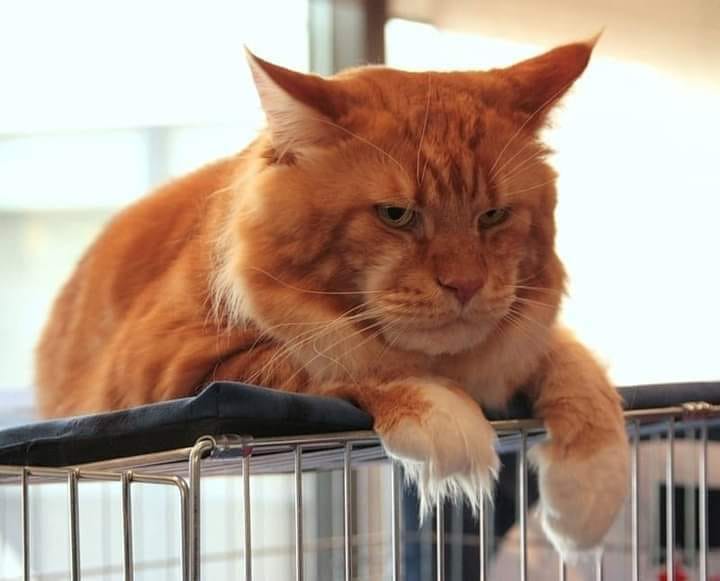 Кошачья диета