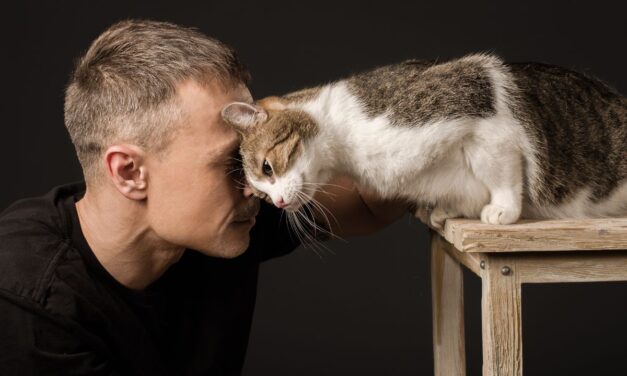 Подарок взрослому мужчине с котом