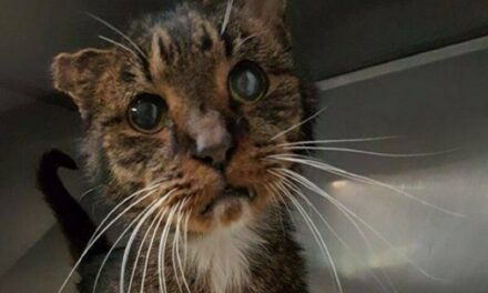 Идентичность кота