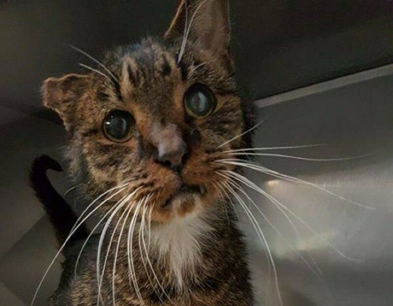 Идентичность кота