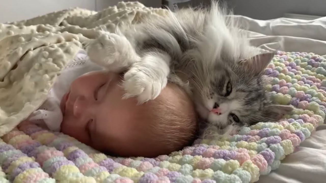 Как котик усыновил младенца