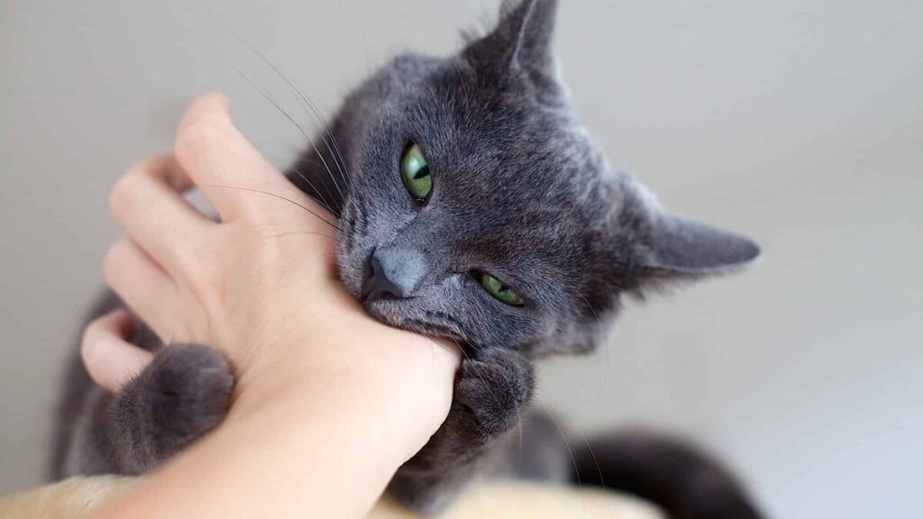 20 странных вещей, которые вы тайно делаете со своим котиком