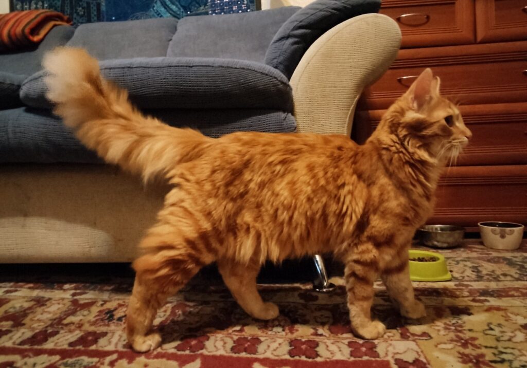 Котик - машина для убийства