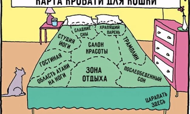 15 комиксов, которые поймут все владельцы кошек