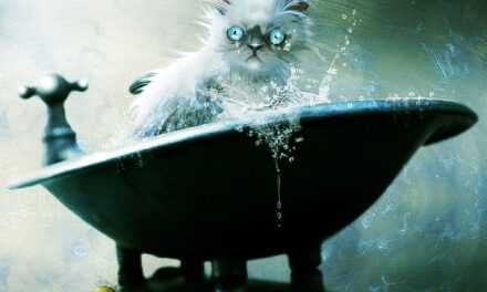 Купание котика