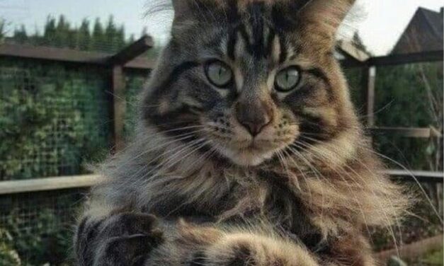 Мейн кун и бабка Варя