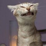 Котик Васенька