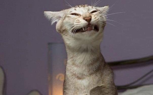 Котик Васенька