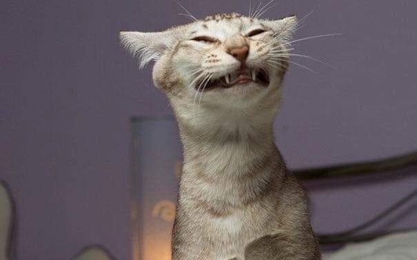 Котик Васенька